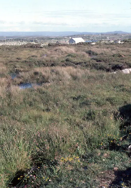 At Carna, Connemara. On this moorland both Mackay's and Praeger's heaths occur.