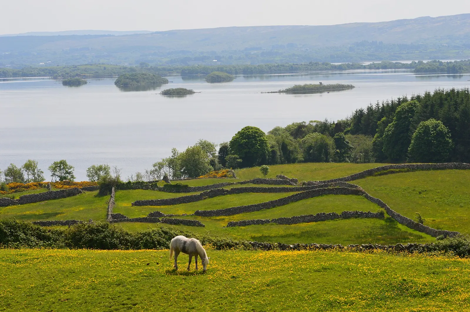 A Pony grazing in the fields , over Lough Corrib , Clonbur , Co. Galway