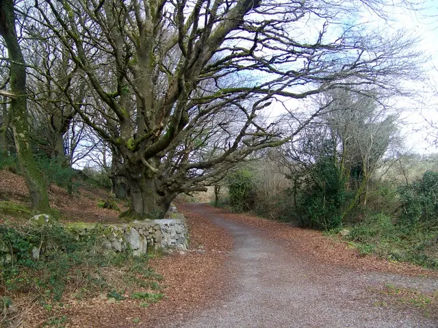 Barna Woods At the end of the woodland path you enter playing fields.