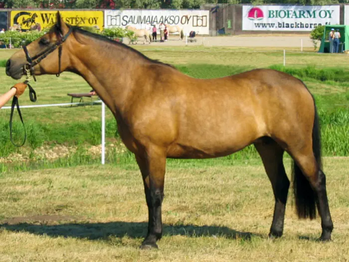 Connemara mare Enghojs Irish Golden Rose