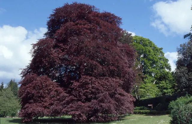 The Autograph Tree (a purple-leaved beech) in the walled garden at Coole Park, Co. Galway. The tree has initials carved into the trunk, including for example Ge