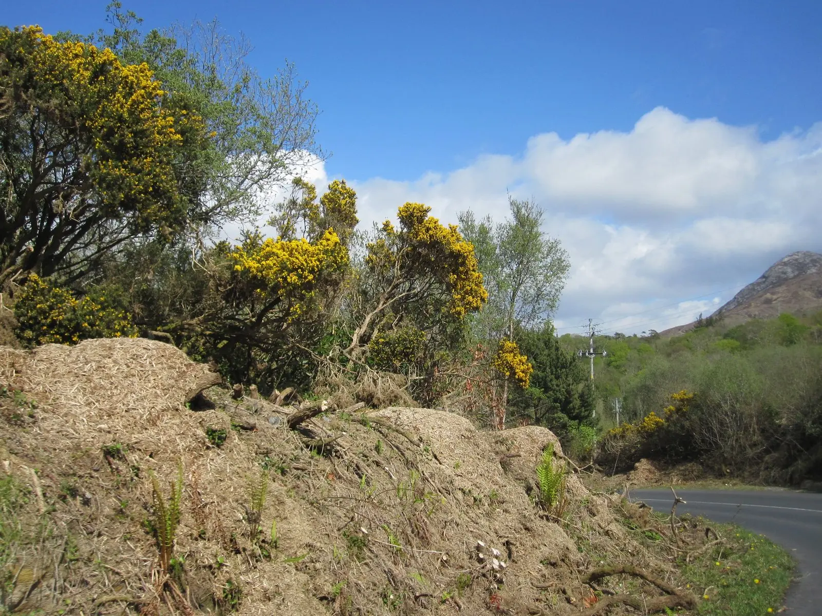 Connemara National Park Visitor Centre: on the winding approach road, with spring-cleared bank and gorse