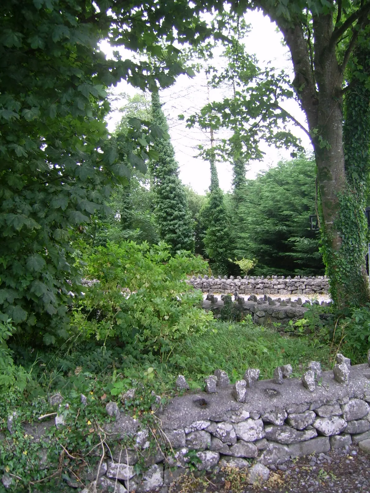 Entrance alley of Monivea arboretum