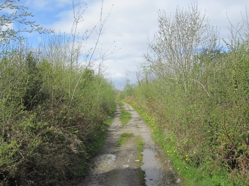 Maigh Cuilinn (Moycullen): track to small lough